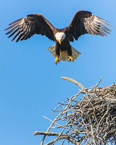 bird flying